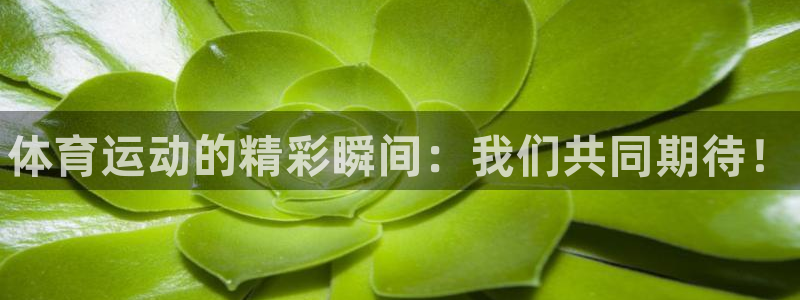 米兰体育官方正版app娱乐代理怎么样：体育运动的精彩